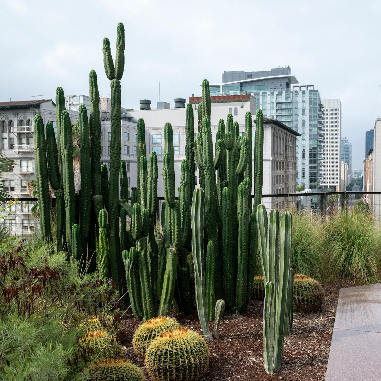 Lush urban garden with towering cacti and city skyline views in Los Angeles, CA.