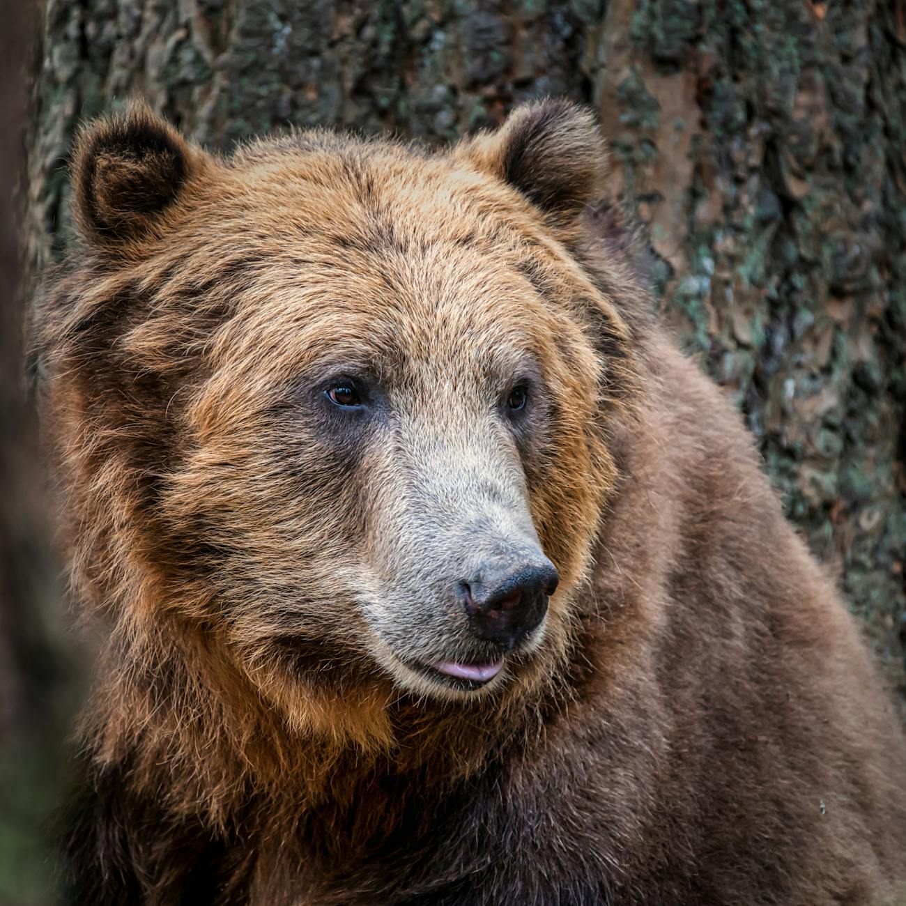 Detailed close-up of a brown bear in its natural habitat, showcasing its majestic fur and watchful eyes.