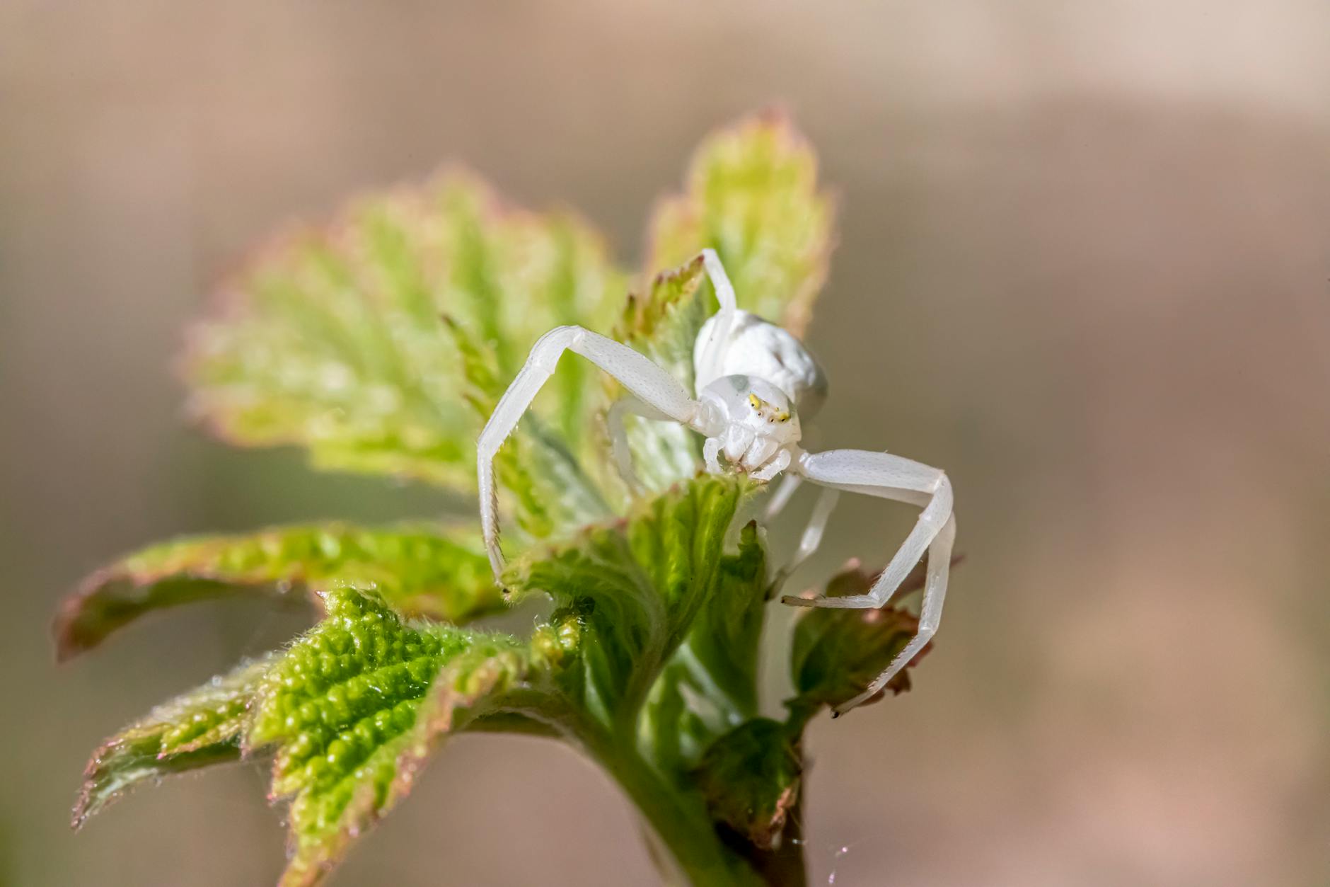 Close-up of a white crab spider perched on a fresh green leaf in nature.